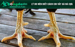 Biết cách coi vảy gà đá cựa rất quan trọng 