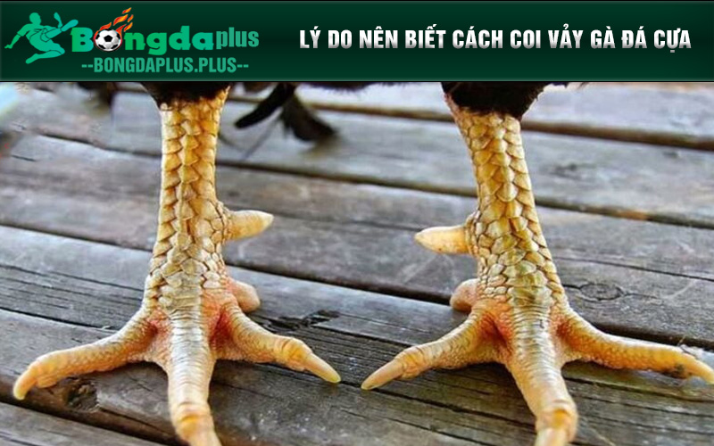 Cách Coi Vảy Gà Đá Cựa Chi Tiết Nhất Dành Cho Kê Thủ Biết cách coi vảy gà đá cựa rất quan trọng